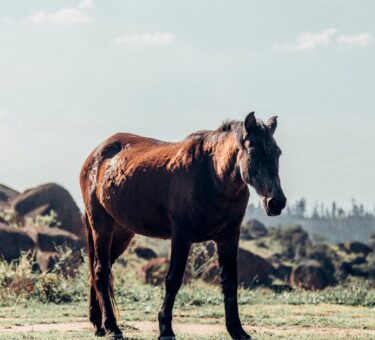 découvrez un vaste choix de mangas fascinants pour tous les passionnés de bandes dessinées japonaises. plongez dans des univers riches en émotions et en aventures avec notre sélection de mangas à couper le souffle.